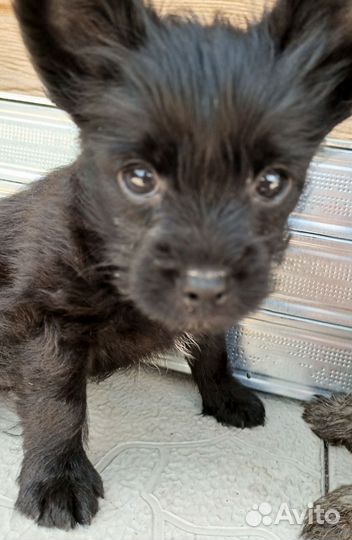 Щенки Йорка