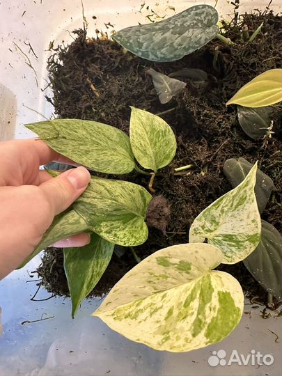 Сциндапсус марбл квин