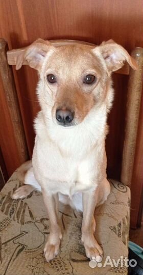 Небольшая собака с самые хорошие руки