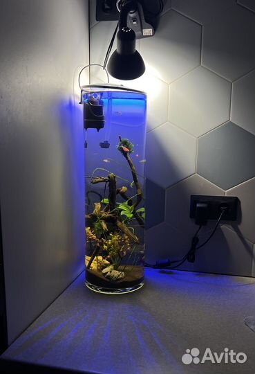 Аквариум с рыбками