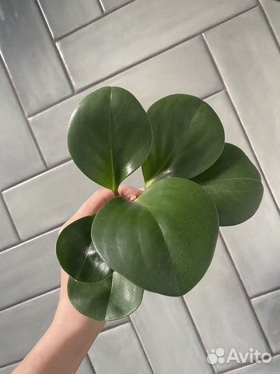 Пеперомия (3 вида)