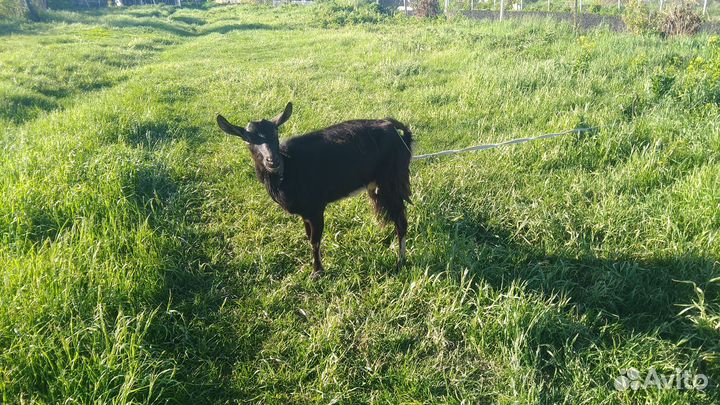 Продам козу