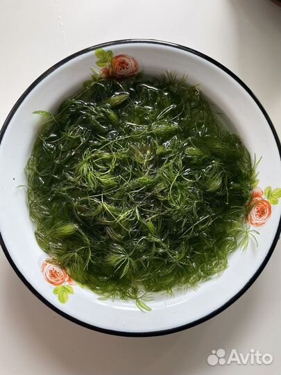 Водоросли для аквариума