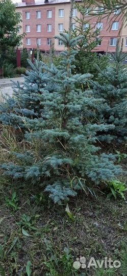 Ель сербская