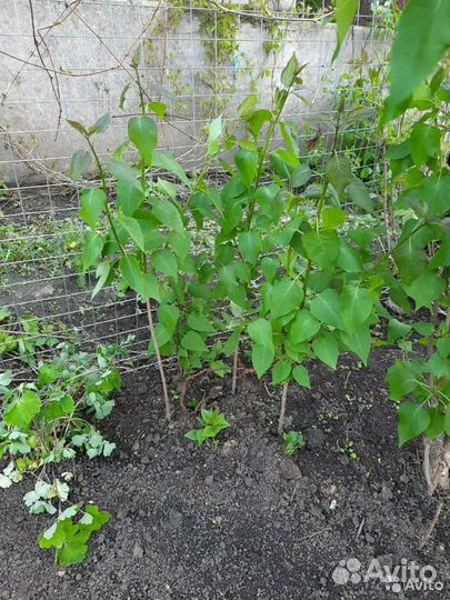 Сирень махровая