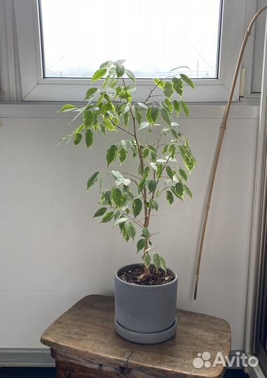 Фикус бенджамина большой