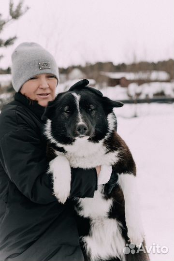 Собака в добрые руки