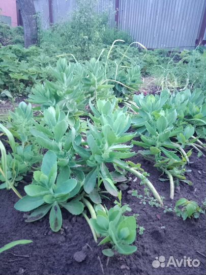 Очиток цветы