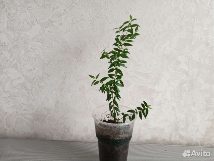 Миртовое дерево