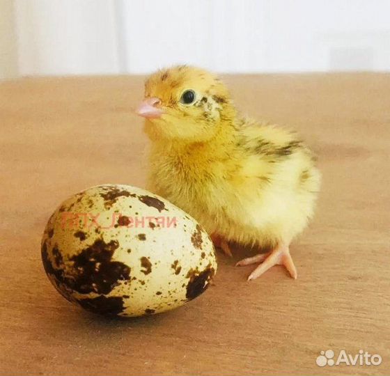 Перепела суточные