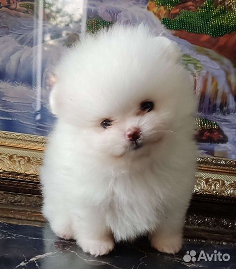 Медвежонок