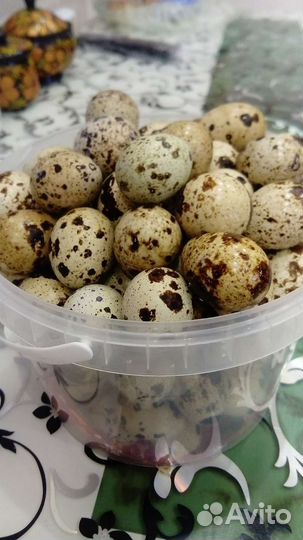 Мясо