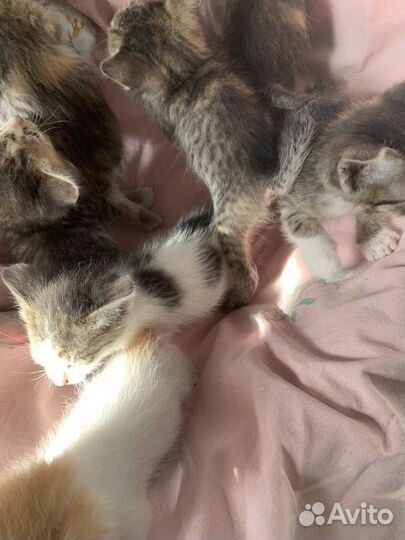 Котята в добрые руки