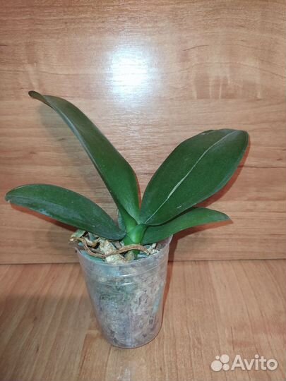 PF-5892 профар