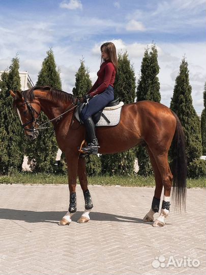 Продается мерин