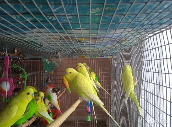 Волнистый попугай с.Раевский