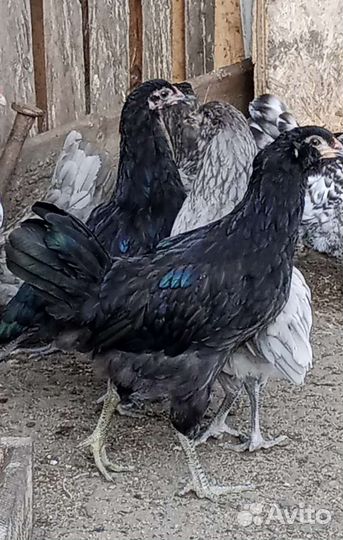 Амераукан и Маран