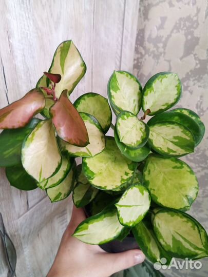 Хойя Аустралис Лиза