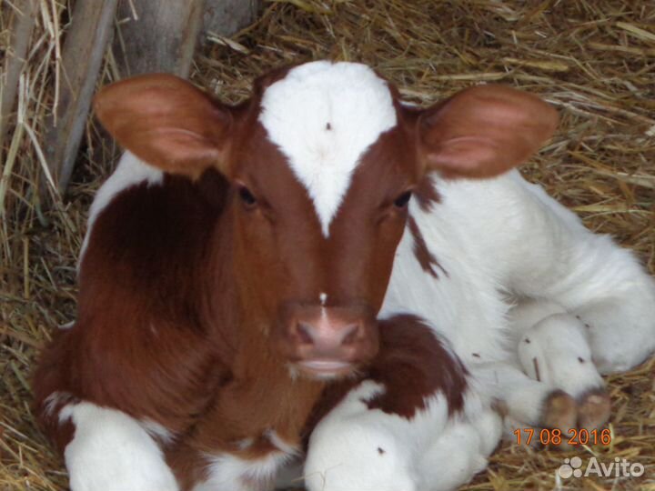 Ветеринарный врач