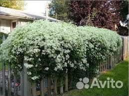 Клематис маньчжурский