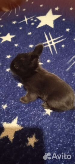 Декоративные кролики