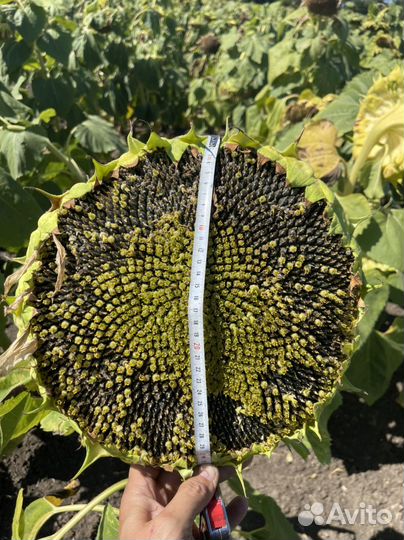 Семена Подсолнечника канадаской селекции