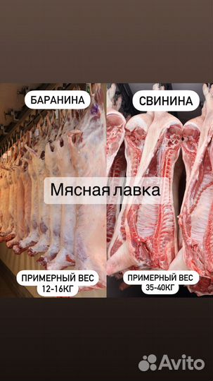 Мясо кролика