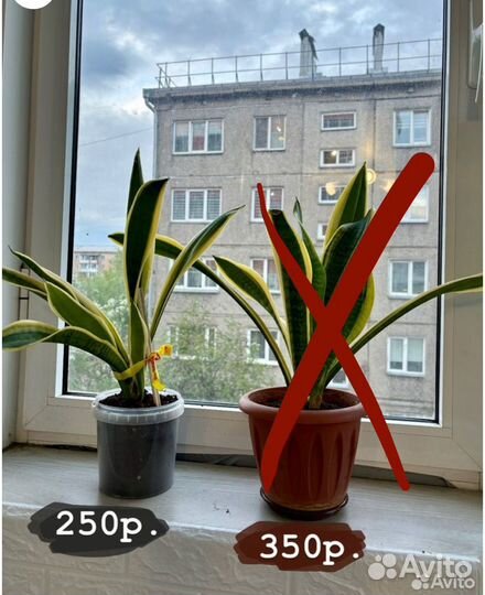 Сансевиерия щучий хвост