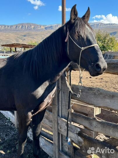 Лошадь жеребец