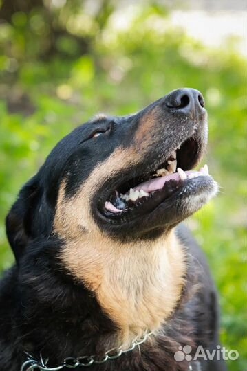 Собака в добрые руки