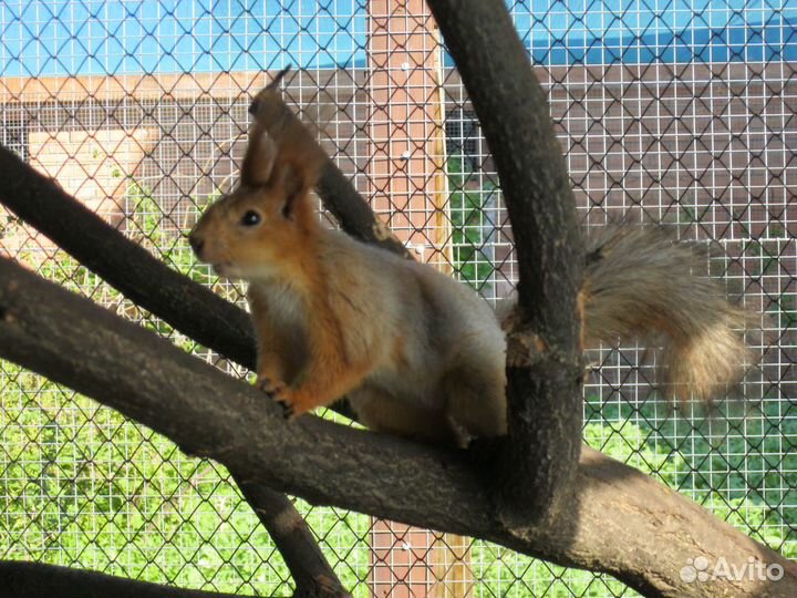 Белка алтайская телеутка