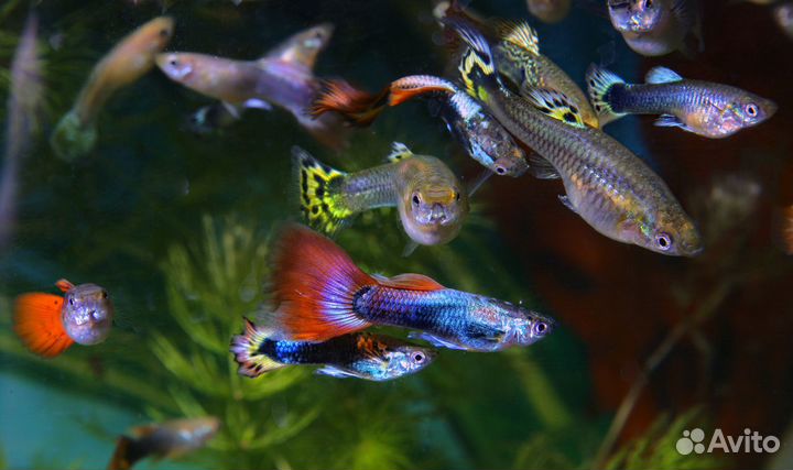 Рыбки Гуппи