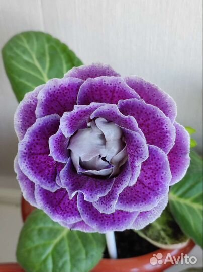 Глоксиния новинки 2023