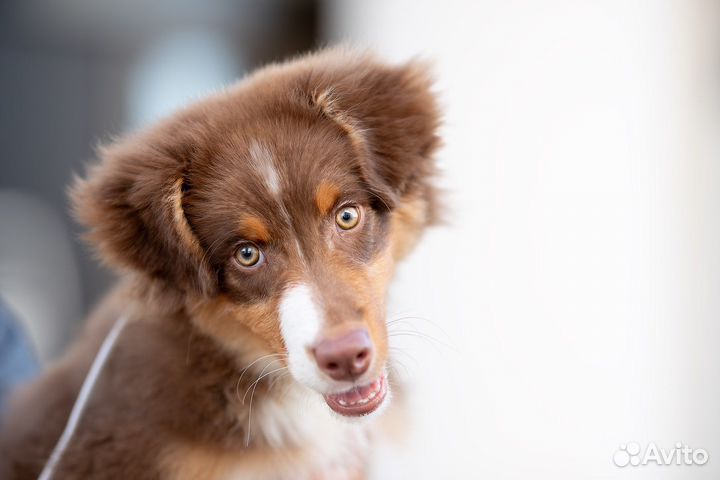 Кобель аусси 5 мес