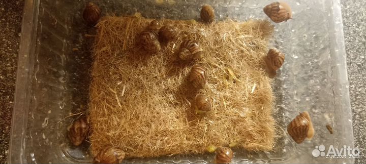 Улитки ахатины