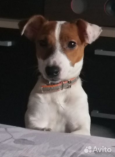 Собака джек рассел девочка