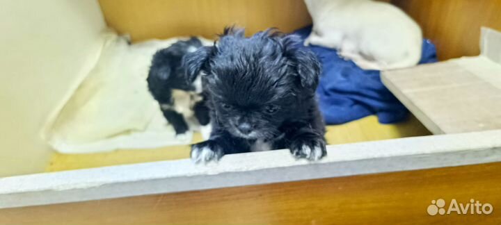 Щенки чихуахуа мини