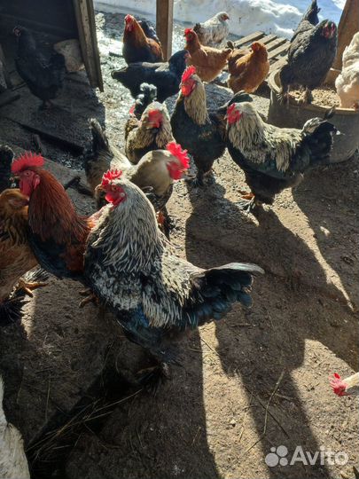 Молодые петухи