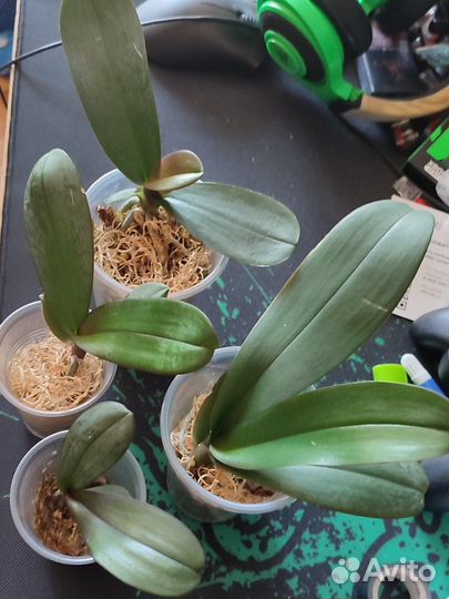 Орхидея фаленопсис детки