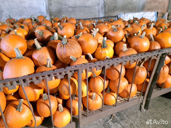 Тыква лесной орех ' Хеллоуин