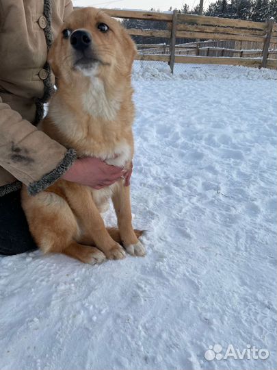 Щенок в добрые руки