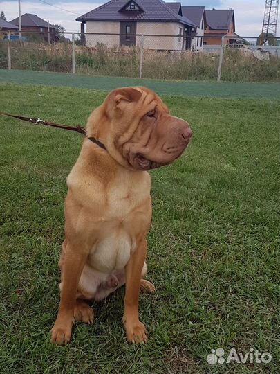 Шарпей вязка