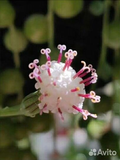 Суккуленты-Сенецио - 6 видов