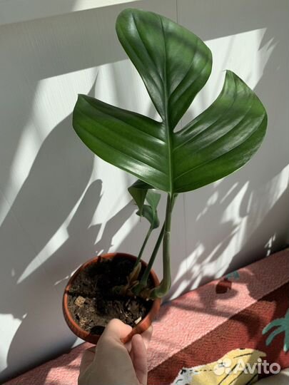 Рафидофора декурсива, фил малай голд