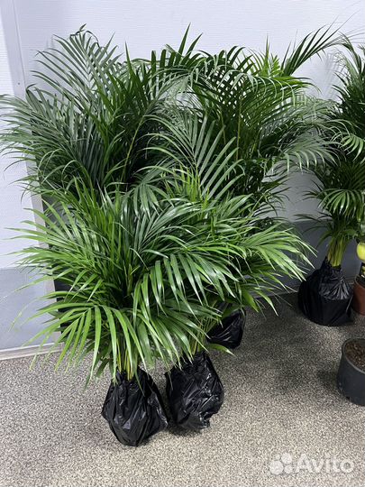 Пальма арека дипсис