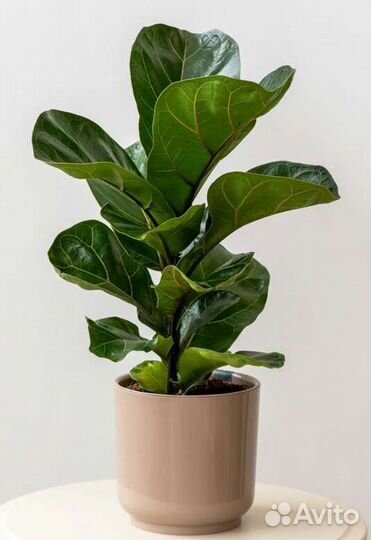 Фикус лирата бамбино укорененные черенки