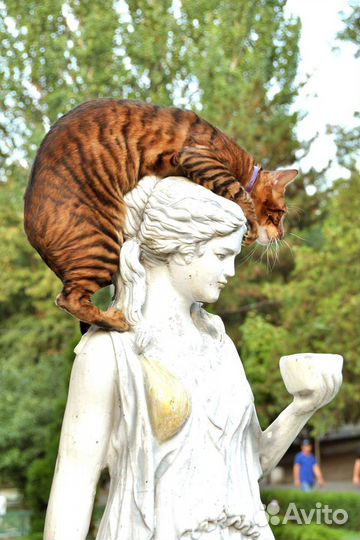 Котята тойгеры тигры