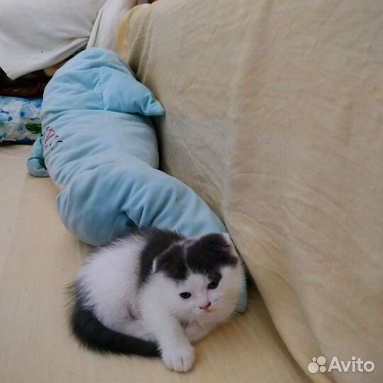 Вислоухие котята