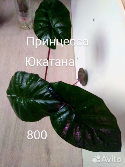 Алоказии и клубни