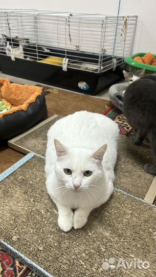 Котик Ланс в добрые руки